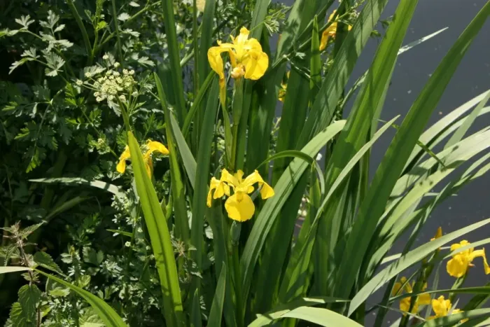 Framed Print : Irises growing on river bank at Canal Bank, Exeter, Devon UK
