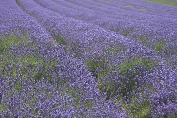 Framed Print : Lavender fields, Kent, UK Framed Print : Lavender fields, Kent, UK