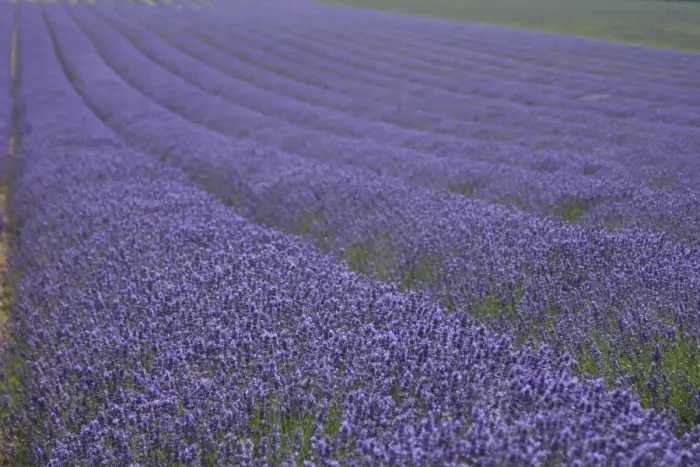 Framed Print : Lavender fields, Kent, UK Framed Print : Lavender fields, Kent, UK