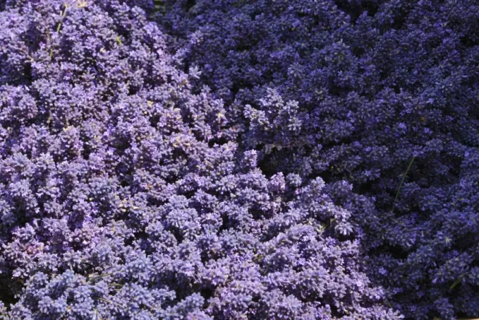 Framed Print : Lavender fields, Kent, UK Framed Print : Lavender fields, Kent, UK