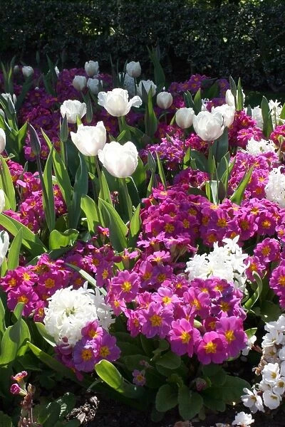 Mixed spring flowers in flower bed