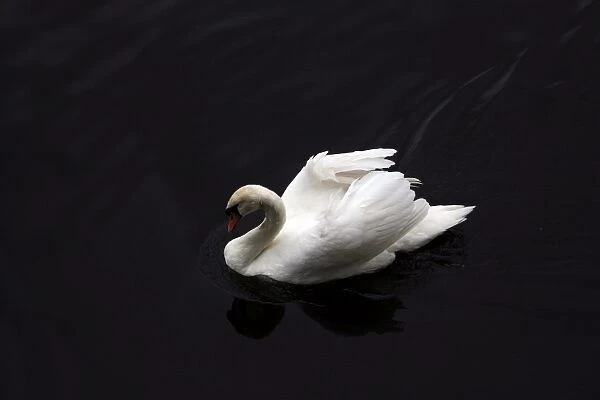 Swan. For commercial use please contact Photoslot at