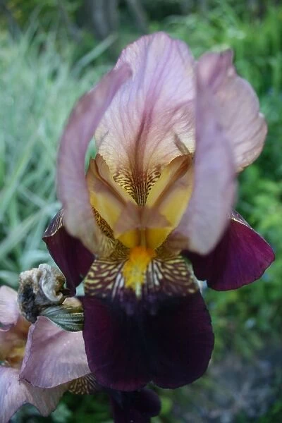 Iris. For commercial use please contact Photoslot at