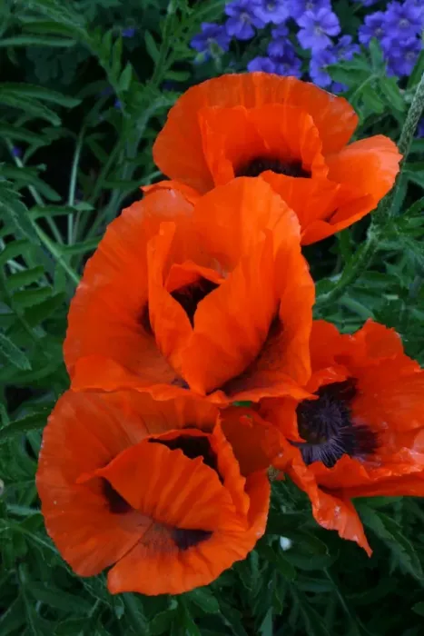 Framed Print : Poppies Framed Print : Poppies