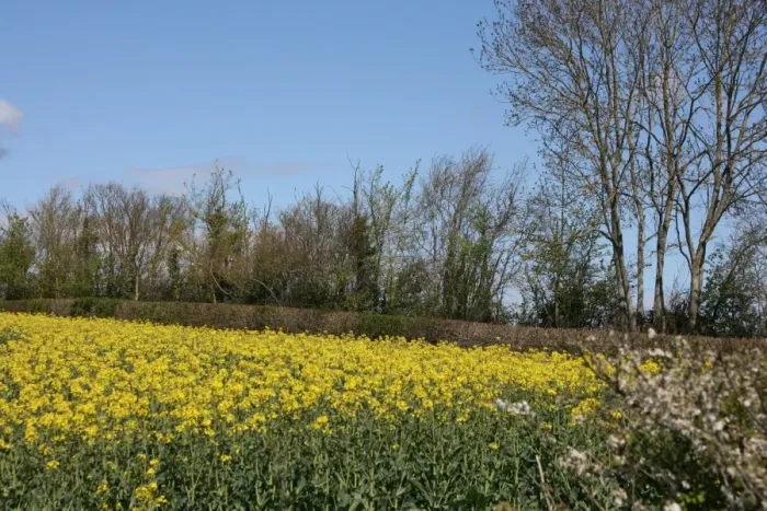 Framed Print : Rapeseed flowers in Somerset field