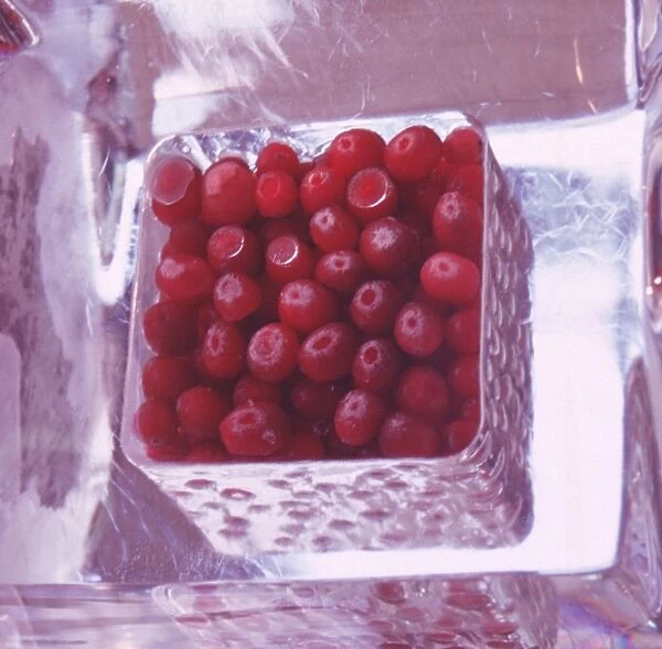 Redcurrants in ice