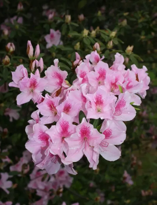 Framed Print : Rhododendron