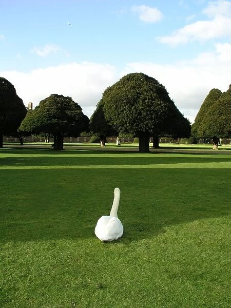 Swan at Hampton Court Palace, Surrey