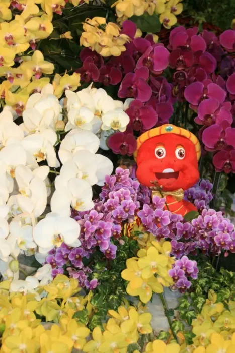 Framed Print : Taiwan International Orchid Show 2013, Chiayi, Taiwan