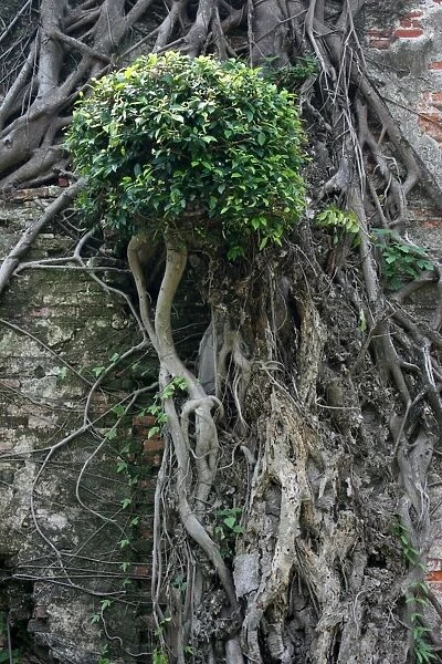 Tree on a wall, Anping Fort, Tainan, Taiwan