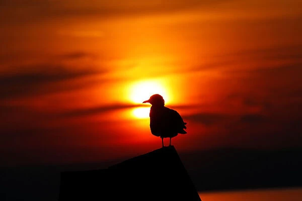 A seagull is seen during sunset at lake Neusiedl in Podersdorf