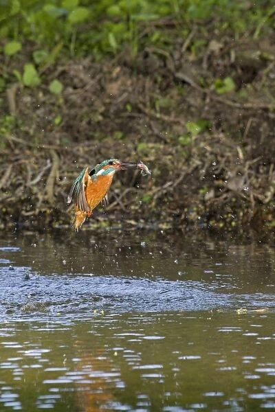 Common Kingfisher (Alcedo atthis) adult male, in flight, emerging from dive with Three-spined Stickleback (Gasterosteus aculeatus) prey in beak, Suffolk, England, may