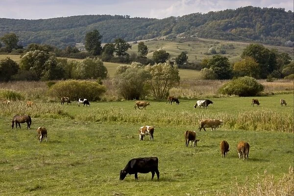 Domestic Cattle, communal herd, grazing in pasture, near Saxon village of Viscri, Transylvania, Romania, october