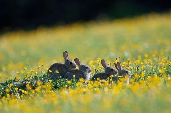 European Rabbit (Oryctolagus cuniculus) four young, sitting amongst buttercups in wildflower meadow, Swaledale, Yorkshire Dales N. P. North Yorkshire, England, june