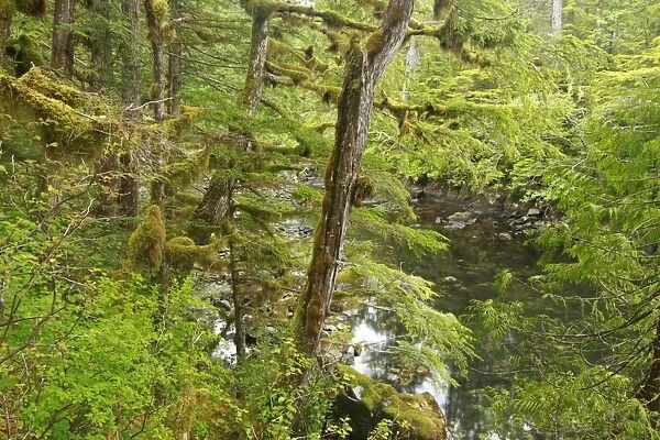 Moss covered trees in temperate coastal rainforest habitat, Coast Mountains, Great Bear Rainforest, British Columbia