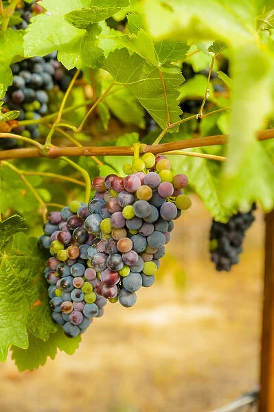 USA, Washington, Yakima Valley. Syrah grapes in Boushey Vineyard