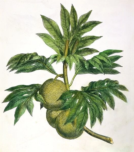 CAPTAIN COOK: BREADFRUIT. The Tahitian Breadfruit. Line engraving from Captain James Cooks Account of a Voyage Round the World in the Years 1768-71, London, 1773