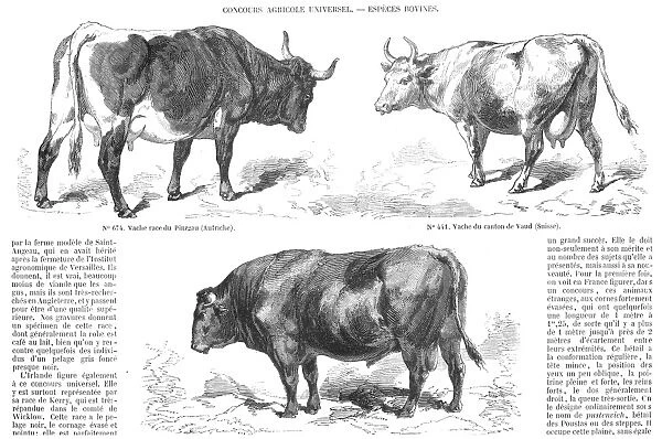 LIVESTOCK: CATTLE, 1856. Pinzgau cow (Austria). Cow from the canton of Vaud (Switzerland). Dux bull (Tyrol). Wood engravings, French, 1856
