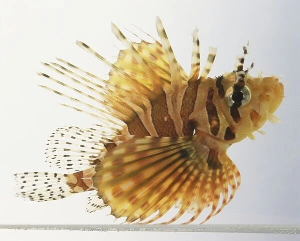 Lionfish (Scorpaenidae), yellow and brown striped spiny fish, side view