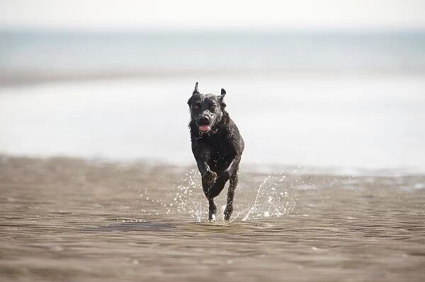 Mongrel dog running through shallow water on beach