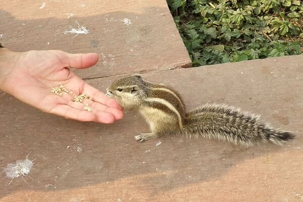 Squirrel. Agra. india