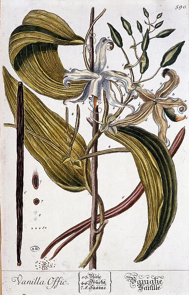 Botanical board of vanilla (vanilla offic) - 19th century