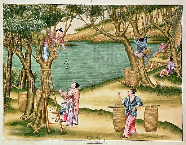 Collecting mulberries, from a book on the silk industry (gouache on paper)