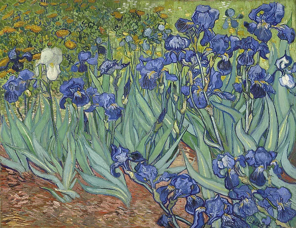 Irises, 1889 (oil on canvas)