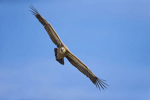 Griffon Vulture in flight, Gyps fulvus, France