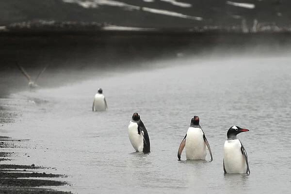 Gentoo penguins (Pygoscelis papua) on the shore of Deception Island, Antarctica