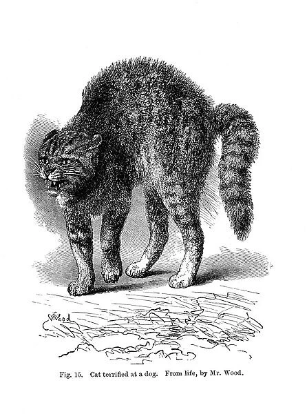 A cat terrified by a dog, 1872