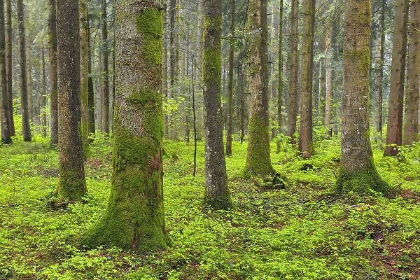 Coniferous Forest after Rain in Spring, Oberreute, Allgau, Bavaria, Germany