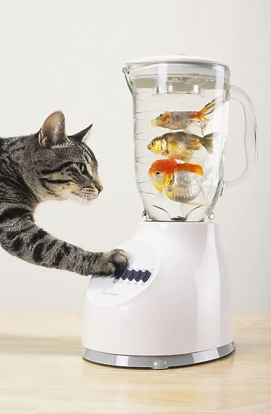 Grey tabby cat with paw on blender filled with goldfish; Vancouver british columbia canada