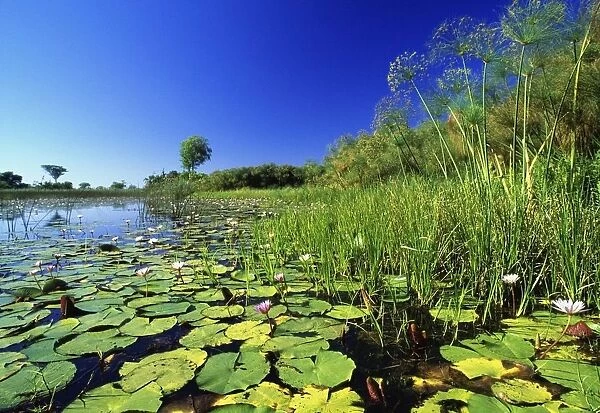 Lily Pads In A River, Okavango Delta