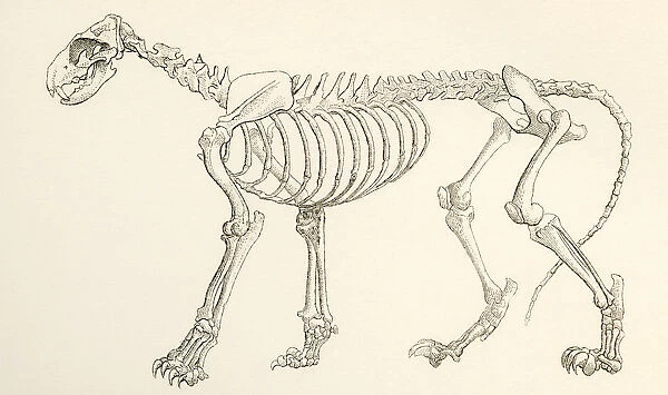 Skeleton Of A Lion, Panthera Leo. From The National Encyclopaedia, Published C. 1890