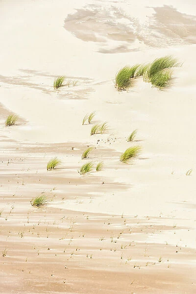 Beachgrass growing in the dunes, Kennemerduinen, Noord-Holland, The Netherlands