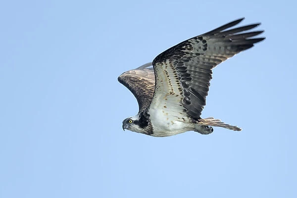 Osprey (Pandion Haliaetus) flying by against a blue sky and looking at camera, IJssel