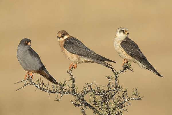 Red-footed Falcon (Falco vespertinus) male, female and juvenile perched on top of a bush, Tal Shachar, Israel
