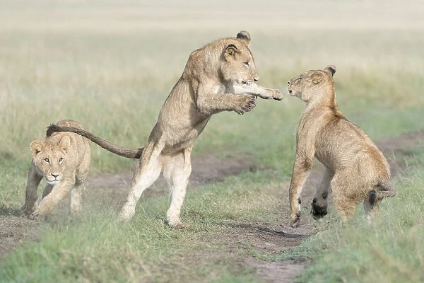 Three young African Lions (Panthera leo) playing together, Msai Mara National Reserve