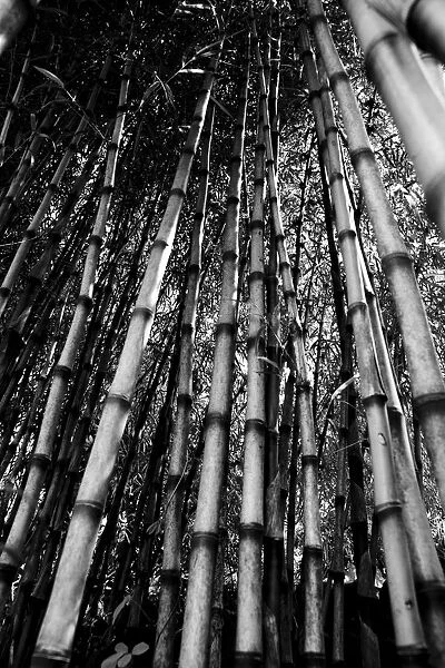 JM_0088. Bambusa - variety not identified. Bamboo. Black & white