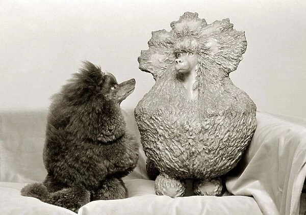 Greyco hazelnut Crufts champion 1982 admires a clay sculpture of herself in the form
