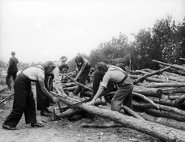 Women lumberjacks sawing felled tress 1941 women doing mens jobs during the war