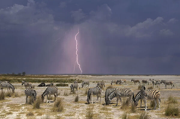 Zebra. (m) Zebra (Equus burchelli), Etosha National Park, Kunene Region, Namibia