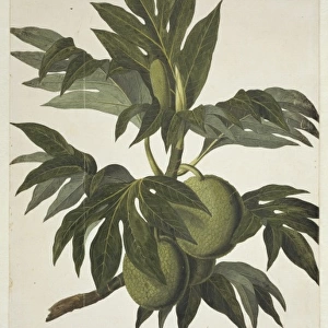 Artocarpus altilis, breadfruit tree