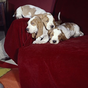 Three Basset hounds sleeping on a sofa