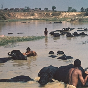 Buffalo bath - Rangoon