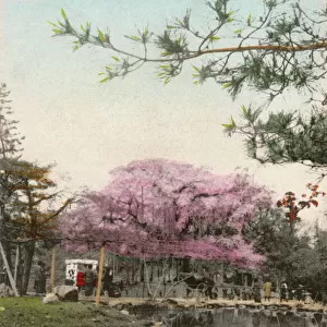 Kyoto, Japan - Maruyama Park - Cherry Blossom