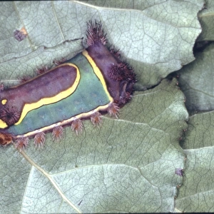 Limacodidae, nettle caterpillar from Belize