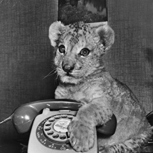 Lion cub with telephone
