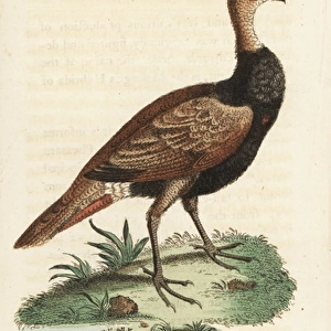 Turkey pheasant hybrid, Meleagris hybrida